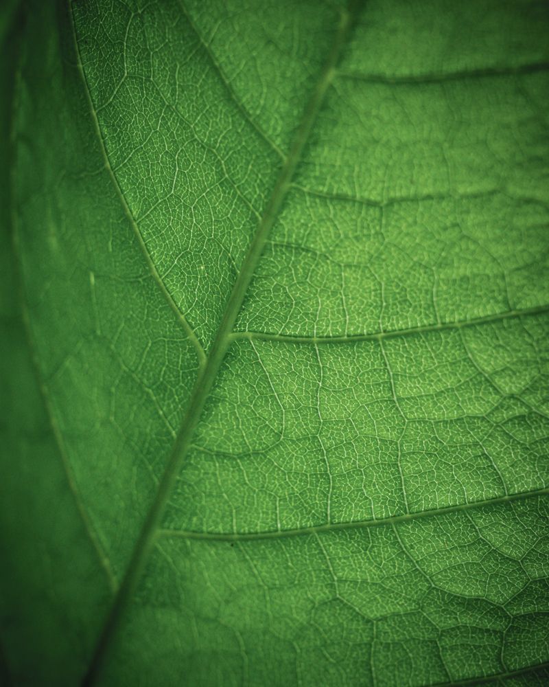 prostituee rijmt op ocmw