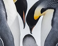 I AM YOUR NEW COMPANION - Nikon startet große Cashback-Winterpromotion