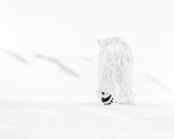 David Yarrow, priznani umetniški fotograf iz Združenega kraljestva, je novi Nikonov ambasador za Evropo