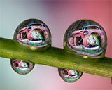 Alberto Ghizzi Panniza – Macro Photography Tips