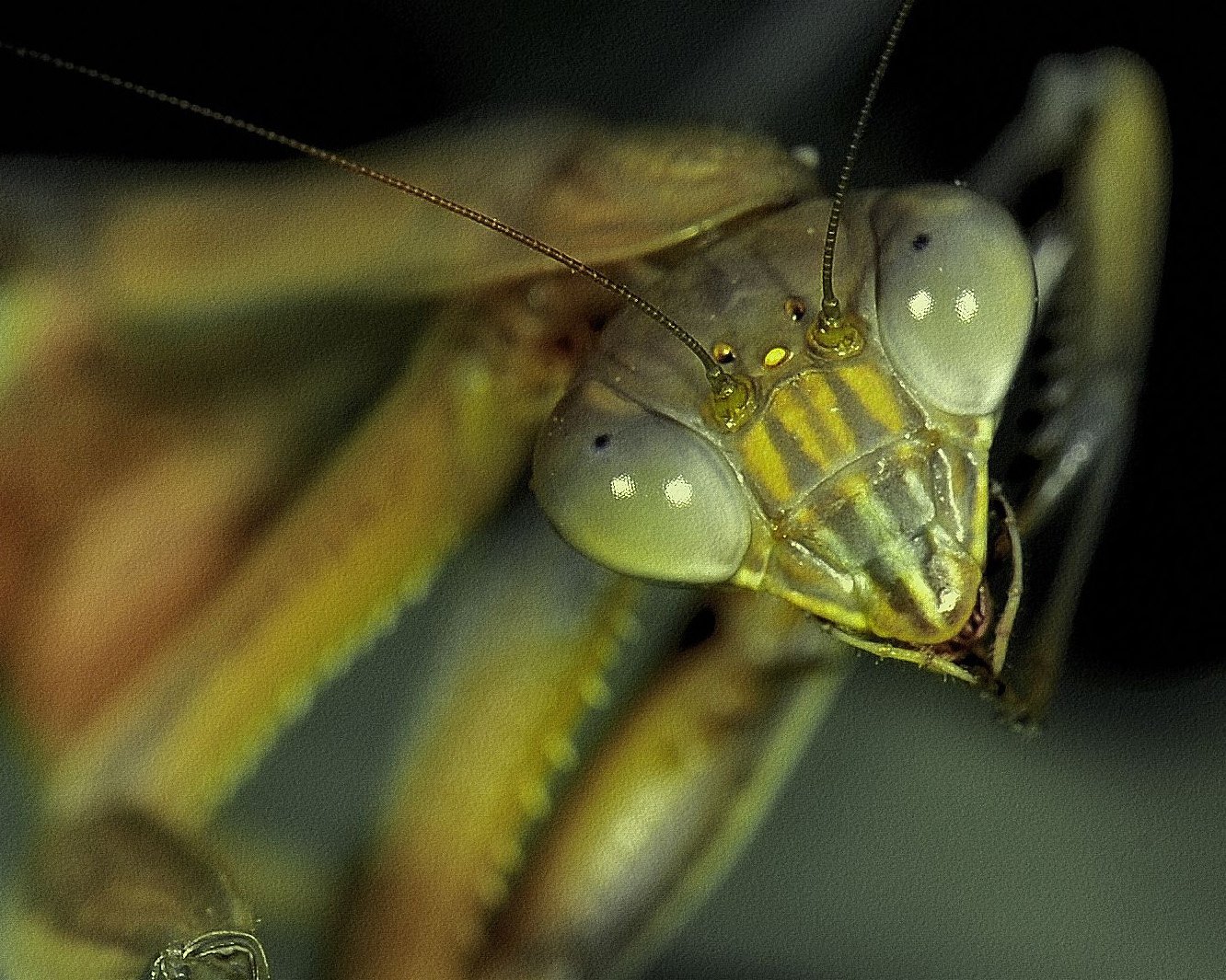 MACRO LENS GUIDE