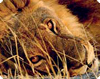 Kalahari Show „on tour“