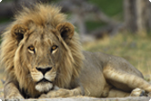 Fotoworkshops in Botswana