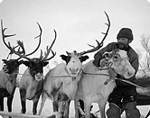 Les Sentinelles de l'Arctique