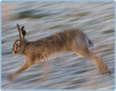 It's Time to get Snapping with the WWT Nikon Photography Competition